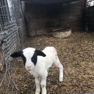 Meet your Posher, Rubi